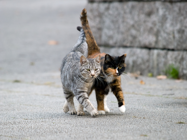 Webinar – 2/18/23 – Mobilizing the Community to Make TNR Happen – Community Cats Podcast
