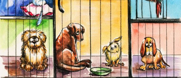 Webinar on Exposed Pets – Dr. Sandra Newbury