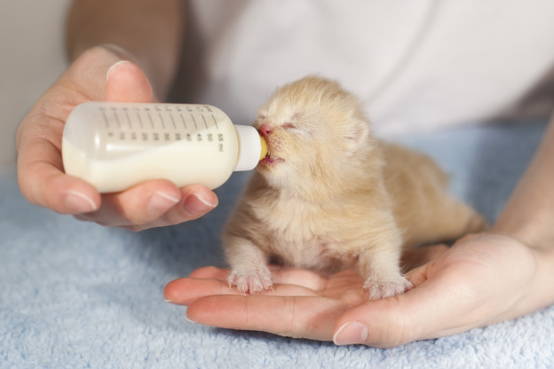 Webinar – Preparing Neonates – National Kitten Coalition