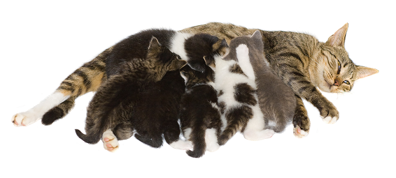 Mom with Kittens