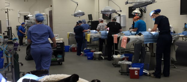 Webinar – 4/29/20 – COVID-19 Spay/neuter and Vaccine Clinic Preparedness Guide – Maddie’s Fund