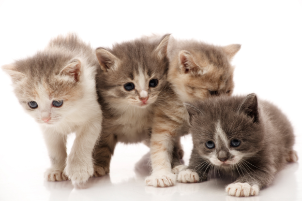 Webinar – Get Ready for #GivingTuesdayNow on May 5th: A Global Effort in Response to COVID-19- Grantspace