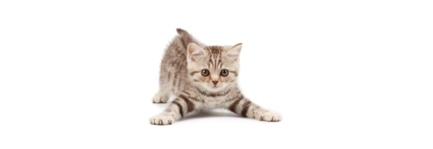Webinar – 8/5/20 – How to Help and Ultimately Adopt Out Undersocialized Kittens- ASPCAPro