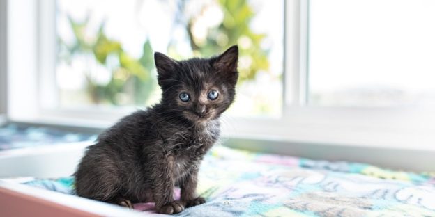 Webinar – 5/9/20 – Kitten Lady – Feral Felines and Kittens Found Outdoors – Royal Canin