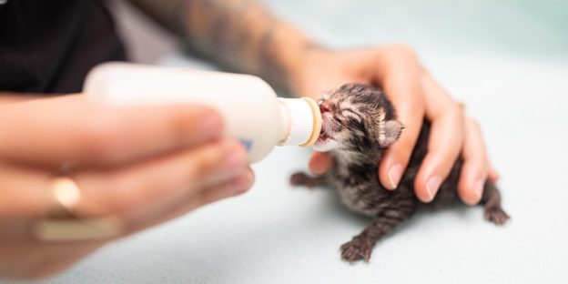 Webinar – Kitten Lady – Caring for Itty Bitty Bottle Babies