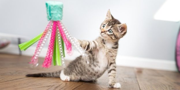 Webinar – 4/25/20 – Kitten Lady – Beyond the Bottle – Caring for Growing Kittens