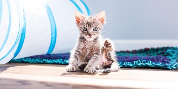 Webinar – 5/2/20 – Kitten Lady – Keeping Kittens Healthy