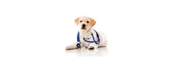 Webinar – Telemedicine in the Veterinary Field – HSVMA