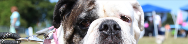 Webinar – 5/20/20 – Hashtags and Hate Mail – The AAWA