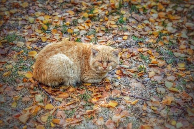 Town Hall – 4/27 – Community Cats and Coronavirus Pop-Up Panel – The Community Cats Podcast