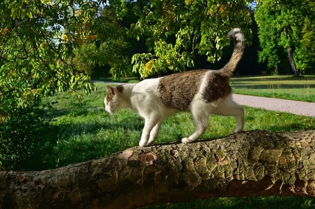 Town Hall – 4/25 – Community Cats and Coronavirus Pop-Up Panel – The Community Cats Podcast