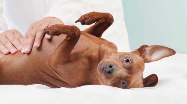 Webinar – Don’t Just Survive, But Thrive! Practice Management Tips During COVID-19 & Beyond – Fear Free