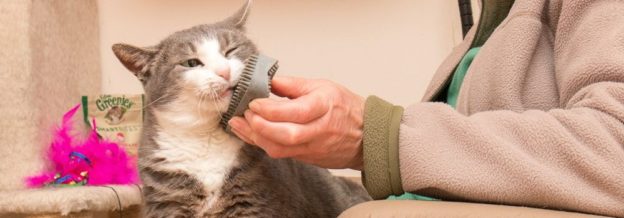 Webinar – Empowering Fosters to Help Market Pets from Foster Care – Maddie’s Fund