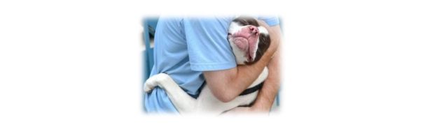 Webinar – Behavior Helpline – Toss your Community a Lifeline in the COVID-19 Era – ASPCAPro