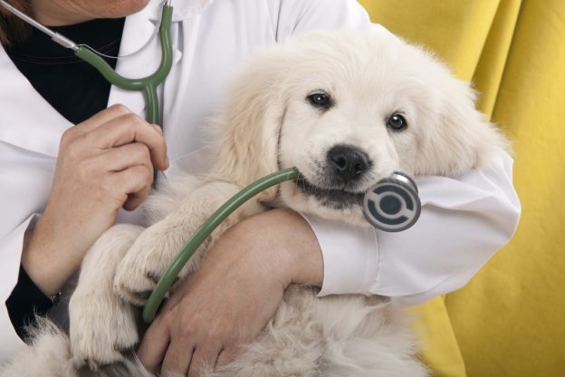 Webinar – Learn about PetPro Connect – Supporting fosters, adopters, and the public with telemedicine – CalAnimals – Sponsored by Boehringer-Ingelheim