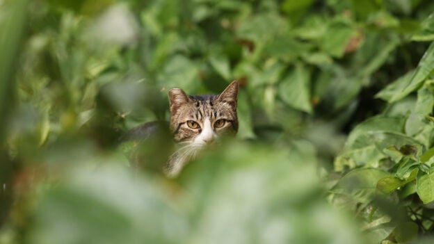 Community Cat Programs – Legal Considerations with Shelter PALS