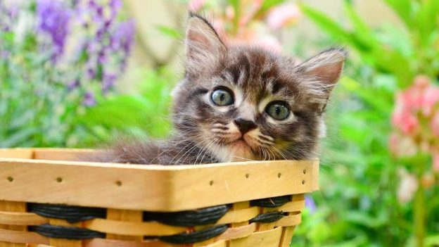 Webinar – 5/27/20 – Ideas for Safely Offering Spay/Neuter and Wellness: Q&A Session – Maddie’s Fund