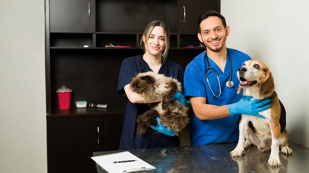 Portrait of two shelter professionals in scrubs working with a Persian cat and a beagle dog at the examination room