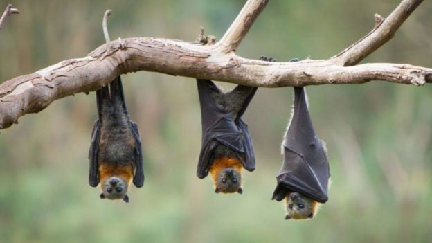 Webinar – 6/10/20 – Responding to Calls and Concerns about Bats – HSUS