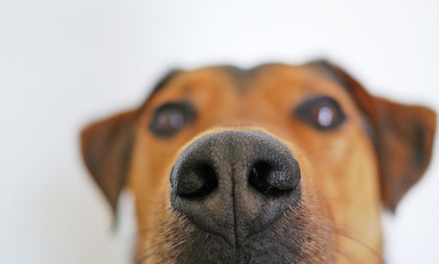 Webinar – 6/17/20 – The Nose Knows: Or Does It? How Drugs Affect Scenting Ability in Dogs – ASPCAPro