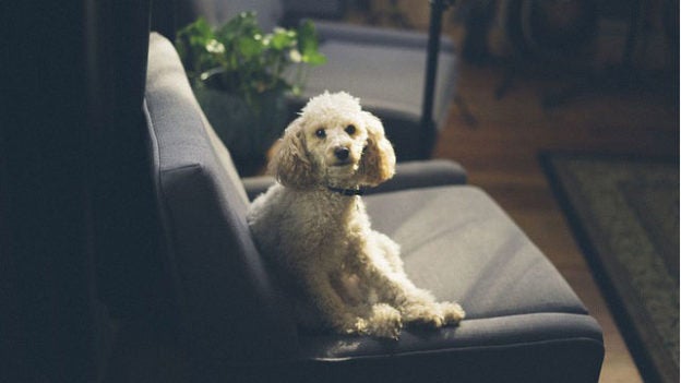 Webinar – 5/27/20 – Post-Pandemic Pets: Tips on Transitioning Companion Animals as Shelter-in-Place Orders are Lifted – HSVMA & Maddie’s Fund