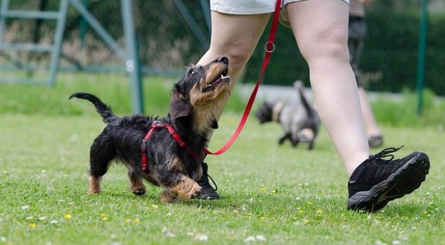 Virtual Seminar – Thursdays in June – Shelter Behavior with Kelley Bollen – CalAnimals (open to non-members also)