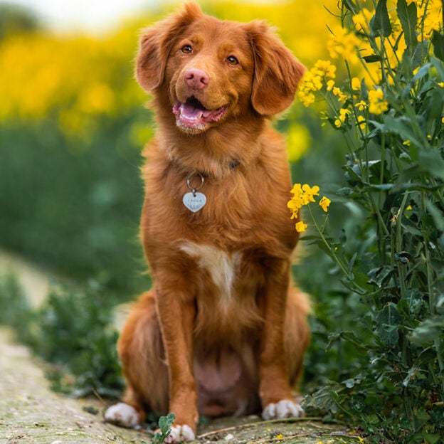 Webinar – 6/15/24 – Talks with Dogs: How Our Body Language Affects Our Communication with Dogs with Suzanne Clothier – PPG (fee applies)