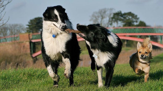 Online Conference: 7/24/20 to 7/26/20 – Shelter Behavior and Enrichment Conference – Shelter Playgroup Alliance