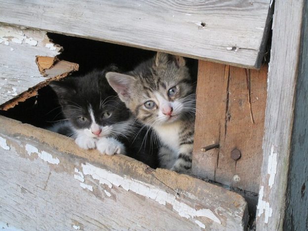 Webinar – 6/24/20 – How to Help and Ultimately Adopt Out Undersocialized Kittens – ASPCAPro