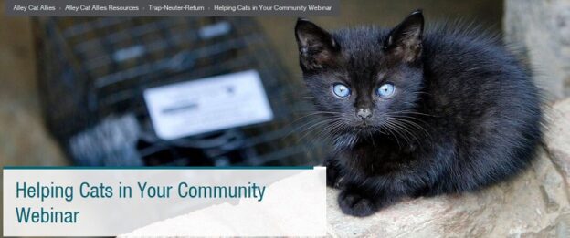 Webinar – 7/15/20 – Helping Cats in Your Community Webinar – Alley Cat Allies