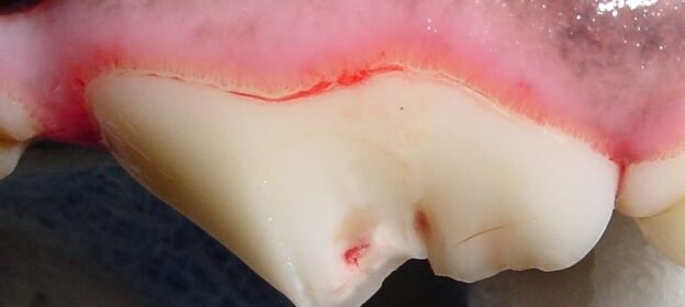 Webinar – 7/8/20 – Common Dental and Oral Pathology – VDOS – fee applies