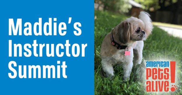 Online Event – Fridays – Maddie’s Instructor Summit – AmPa!