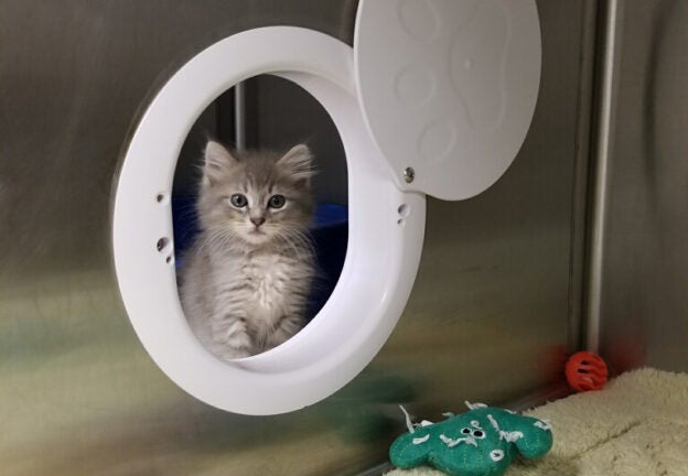 Portal Install, Easy as 1-2-3-4: New Mini-Course Open Now on KSMP’s ShelterMedPortal!