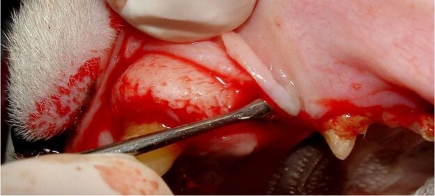 Webinar – 8/5/20 – Closed and Open Tooth Extraction – VDOS (fee applies)