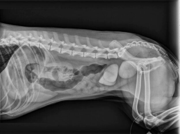 Webinar – 7/26/20 – Just step away from the scalpel….most of the time! Using the 2016 ACVIM consensus statement for management and treatment of urolithiasis in dogs and cats – VetGirl/Hill’s