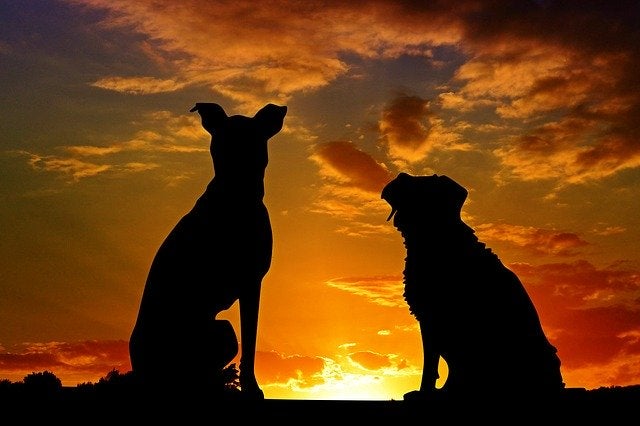 Dogs at sunset