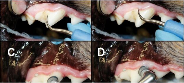 Webinar – 7/20/20 – Dental Cleaning and Periodontal Therapy – VDOS (fee applies)