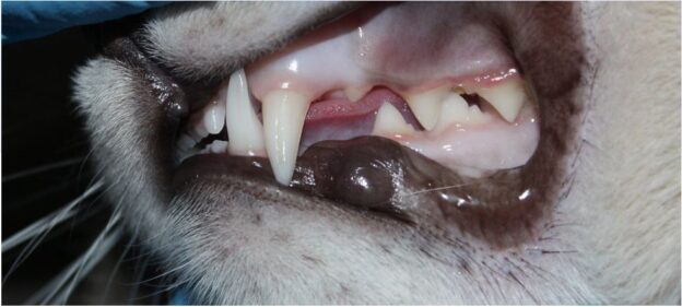 Webinar – 7/13/20 – Veterinary Dentistry – Oral Examination and Charting – VDOS (fee applies)