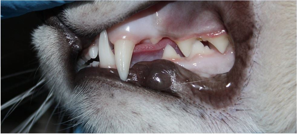 Feline oral examination