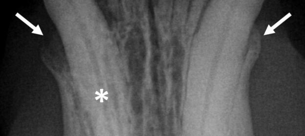 Webinar – 7/15/20 – Veterinary Dentistry – Dental Radiography and Interpretation – VDOS (fee applies)