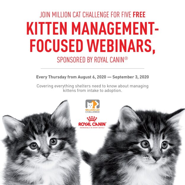Million Cat Challenge: Foster Greatness! – Live Webinar – This Thursday 8/20/20
