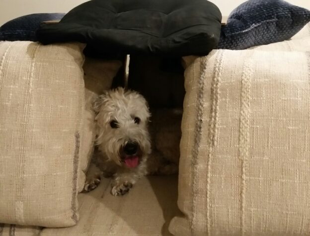 Webinar – 8/26/20 – Desensitization and Counterconditioning – Dr. Chris Pachel – The Details Make All the Difference! – Dog-iBox (fee applies)