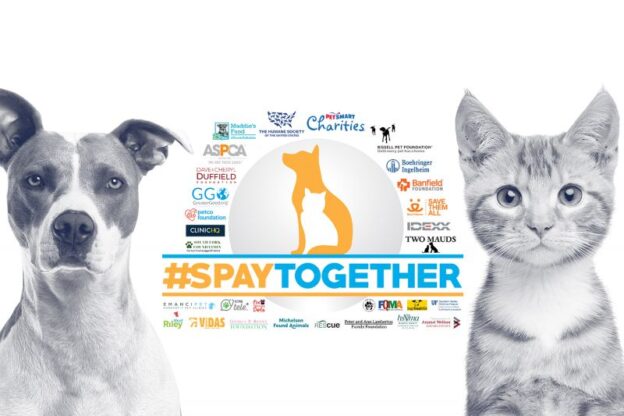 Online Event – 9/15/20 – Addressing Compassion Fatigue and Work-Life Balance – HSUS/Banfield