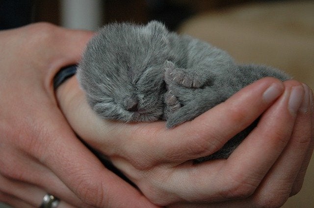 Kitten in hands