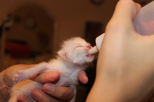 Webinar – 9/20/20 – Bottle-Baby Feeding and Care Basics Webinar – National Kitten Coalition