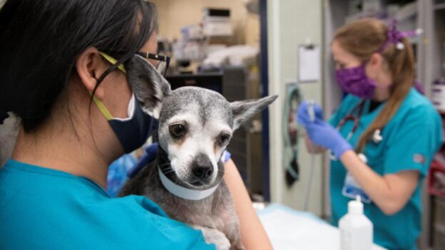 Online Conference – 9/27/20 – UC Davis School of Veterinary Medicine – Fall Symposium – UC Davis School of Veterinary Medicine (fee applies)