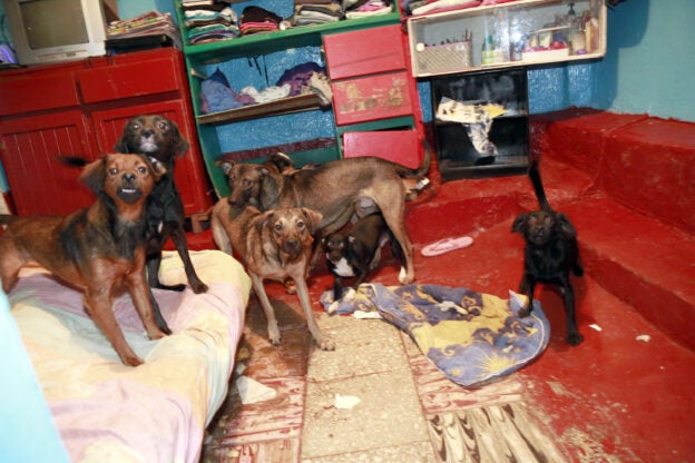 Webinar – 9/16/20 – Hoarding:  A Human-Animal Bond Disorder – HSVMA/ASV