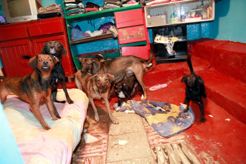 Webinar – 9/16/20 – Hoarding:  A Human-Animal Bond Disorder – HSVMA/ASV