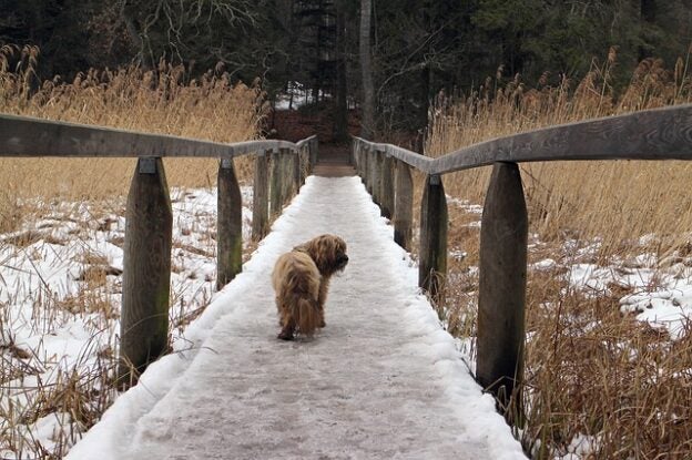 Webinar – 10/20/20 – What 2020 Can Teach Us About the Future of Animal Welfare Marketing – The AAWA and Petfinder Pro