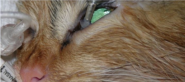 Perioperative Considerations in Dentistry de